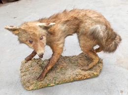 Taxidermia | Zorro disecado en peana natural | Años 60 | 69 x 26 x h 40 cm