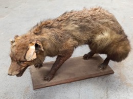 Taxidermia | Zorro disecado en peana madera | Años 60 | 69 x 34 x h 34 cm