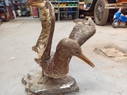 Taxidermia | Ave disecada en peana natural | Años 60 | 70 x 69 x h 70 cm 